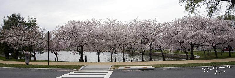 20080403_113547 D3 P.jpg - Tidal Basin